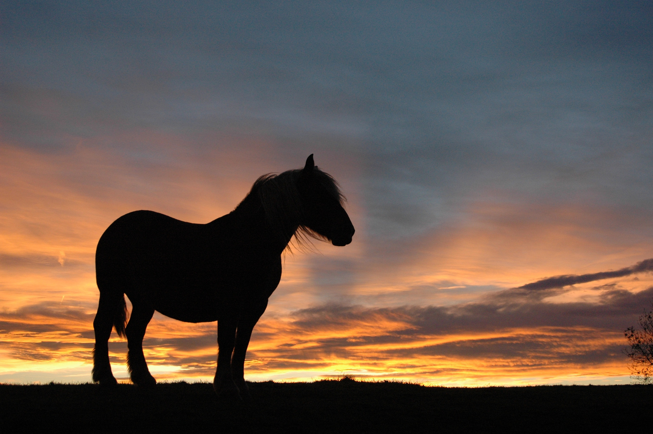 Silhouette of Horse at Sunset